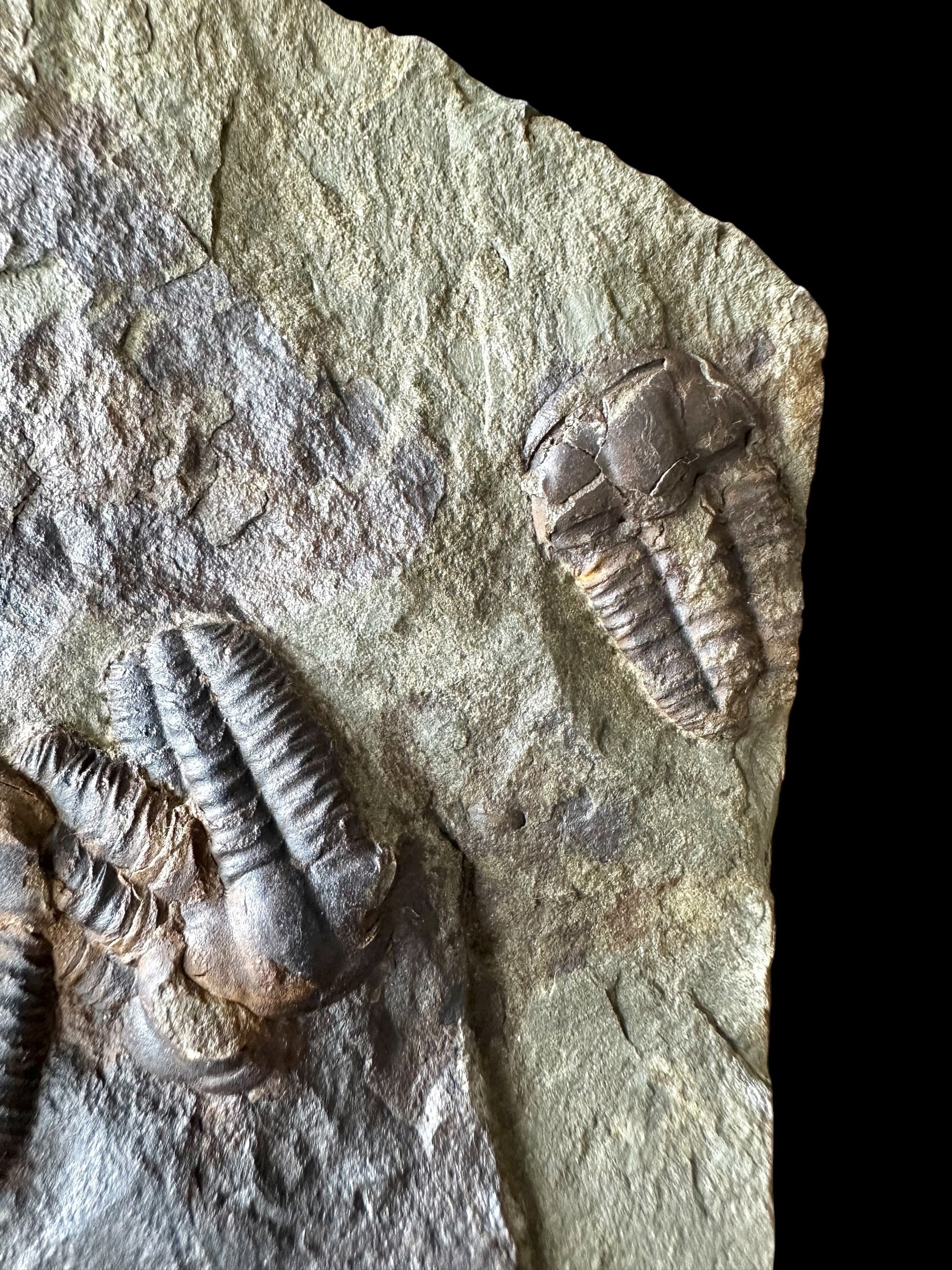 Trilobite Ellipsocephalus hoffi – Jince, CZ – positive and negative - TEH188