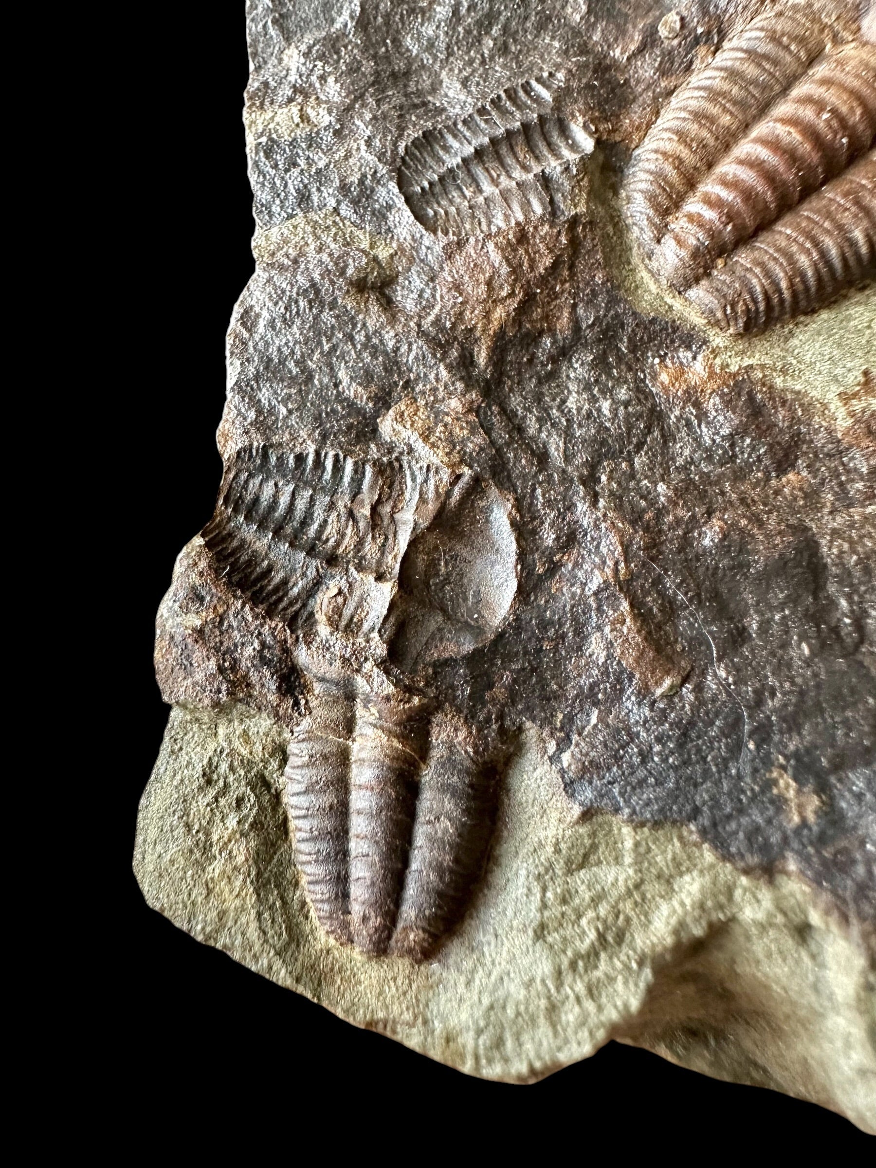 Trilobite Ellipsocephalus hoffi – Jince, CZ – positive and negative - TEH188