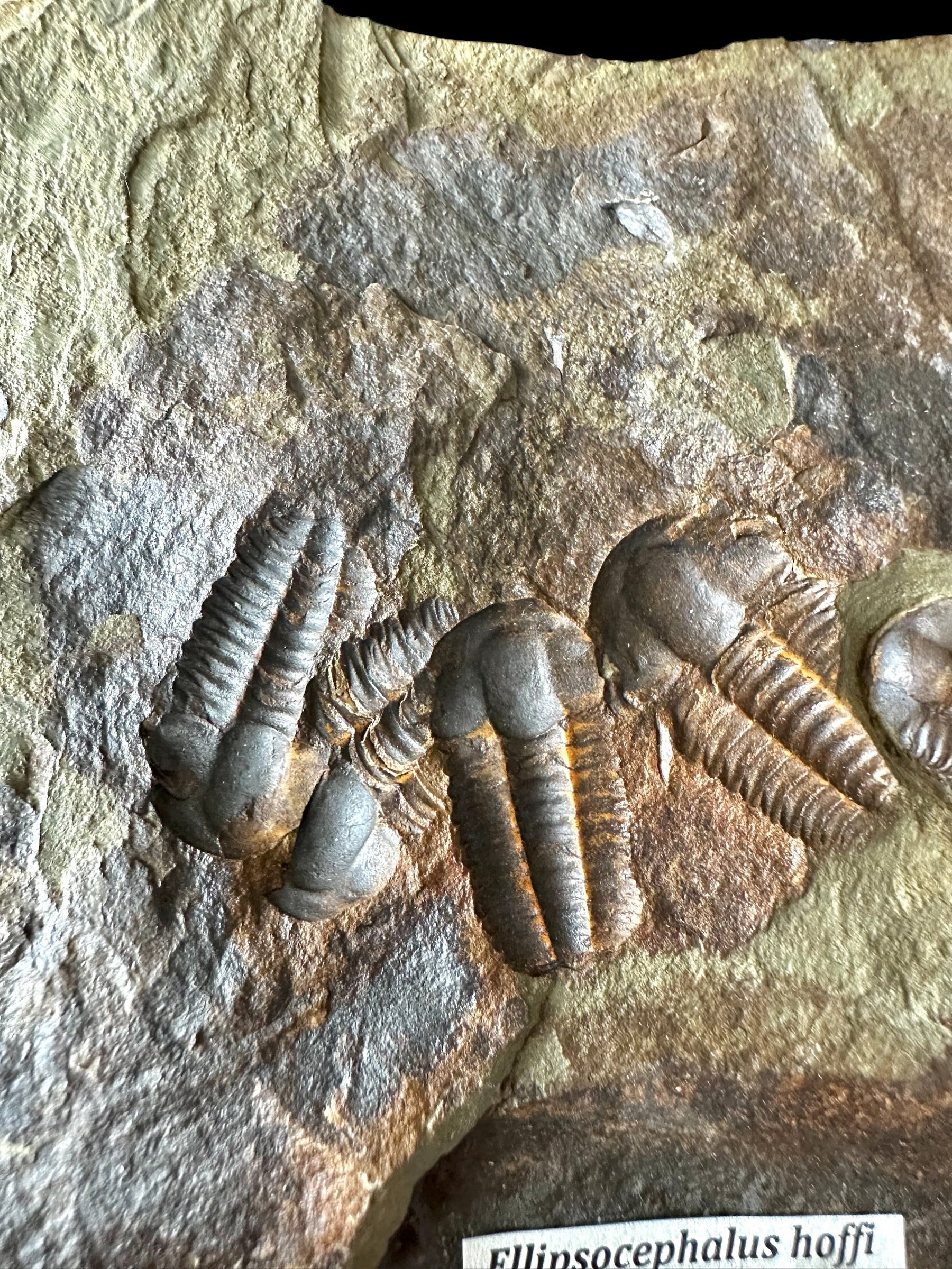 Trilobite Ellipsocephalus hoffi – Jince, CZ – positive and negative - TEH188