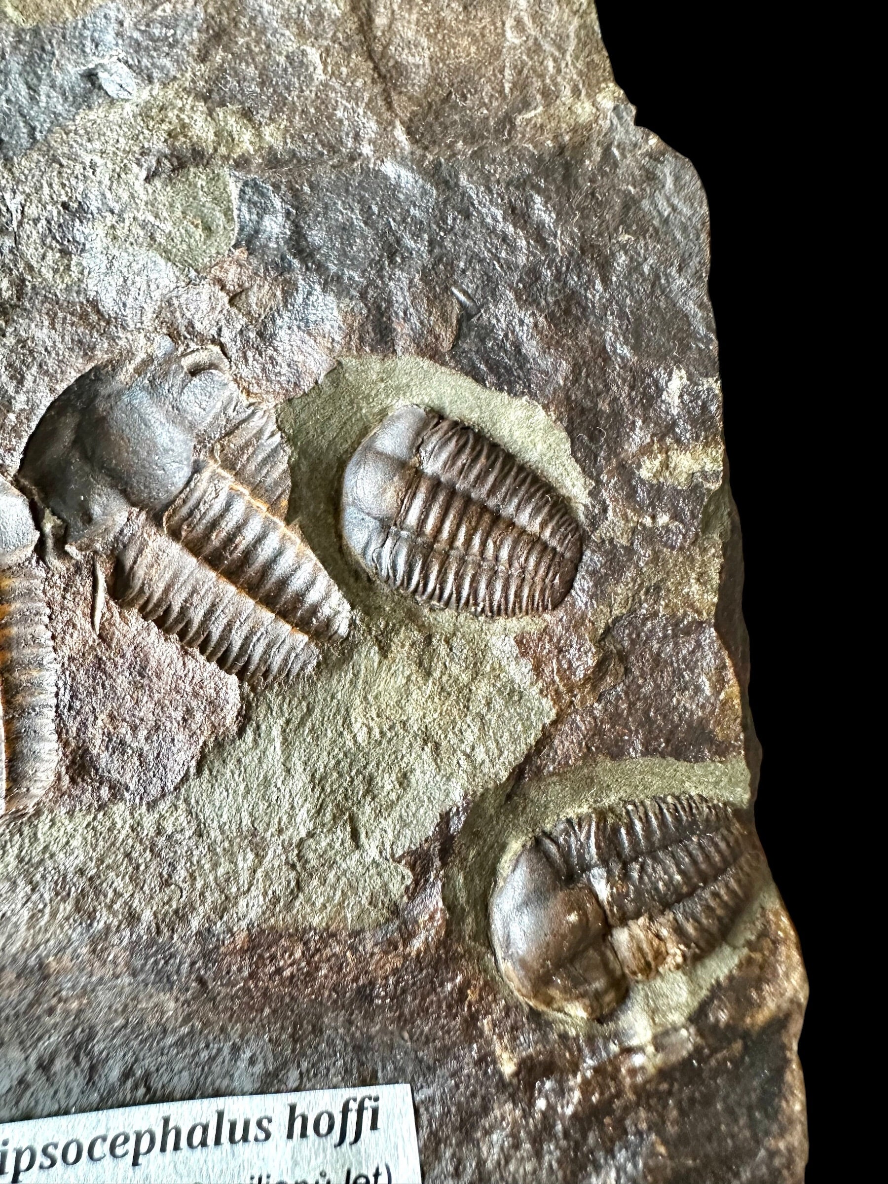 Trilobite Ellipsocephalus hoffi – Jince, CZ – positive and negative - TEH188