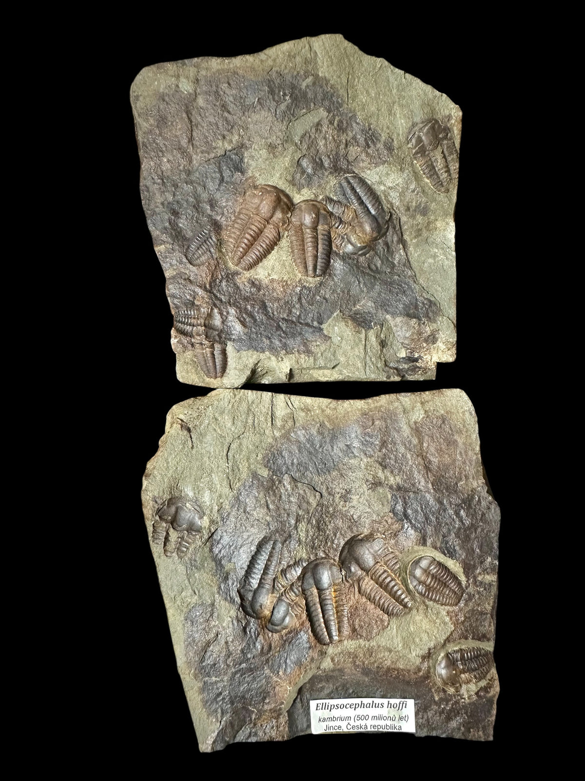 Trilobite Ellipsocephalus hoffi – Jince, CZ – positive and negative