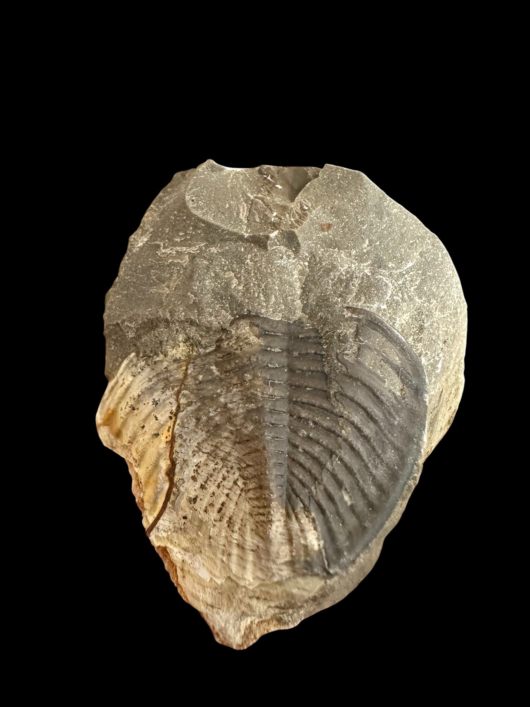 Trilobite Odontochile hausmanni – Praha, Dvorce, CZ - TN128