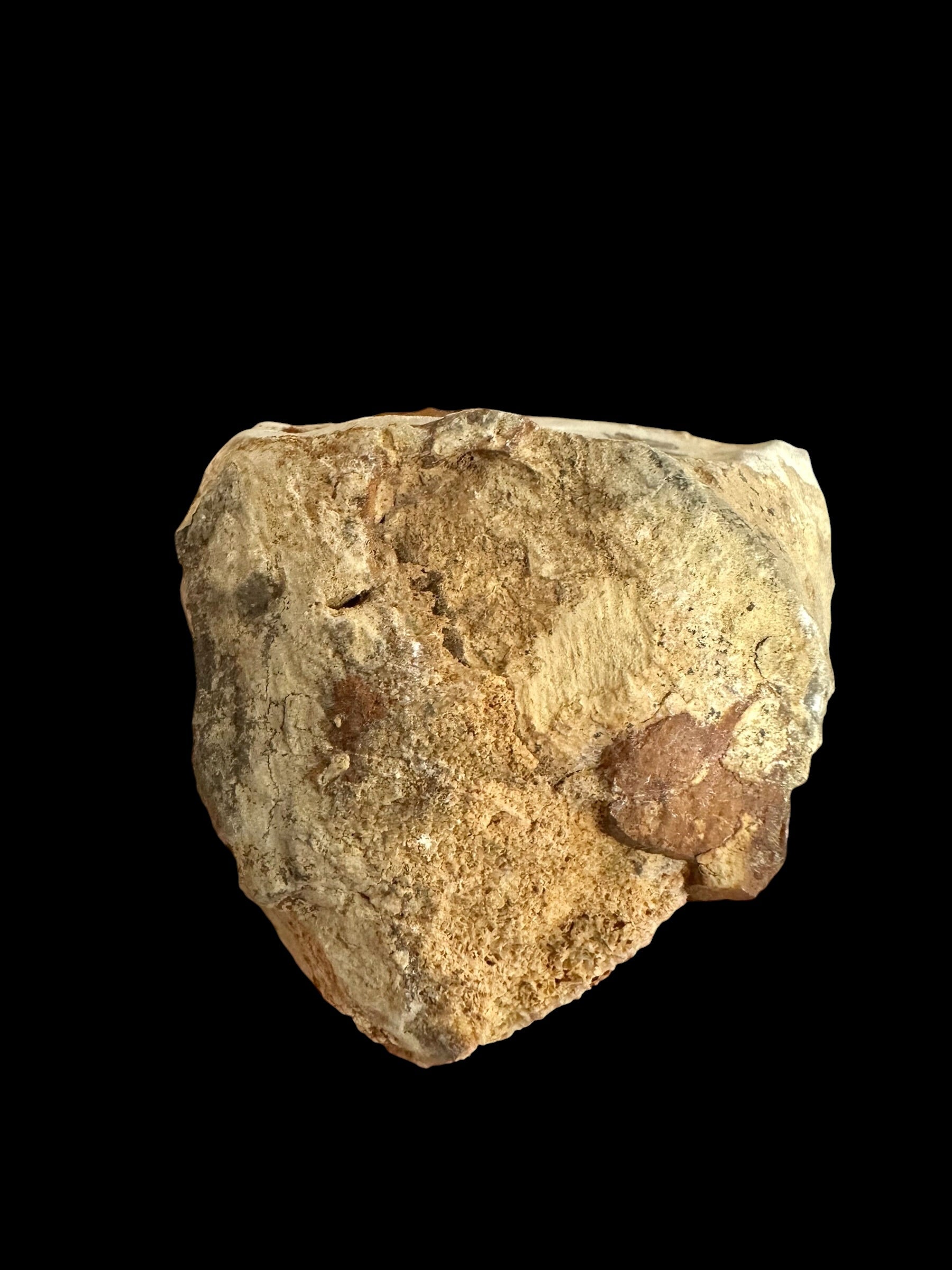 Trilobite Odontochile hausmanni – Praha, Dvorce, CZ - TN128