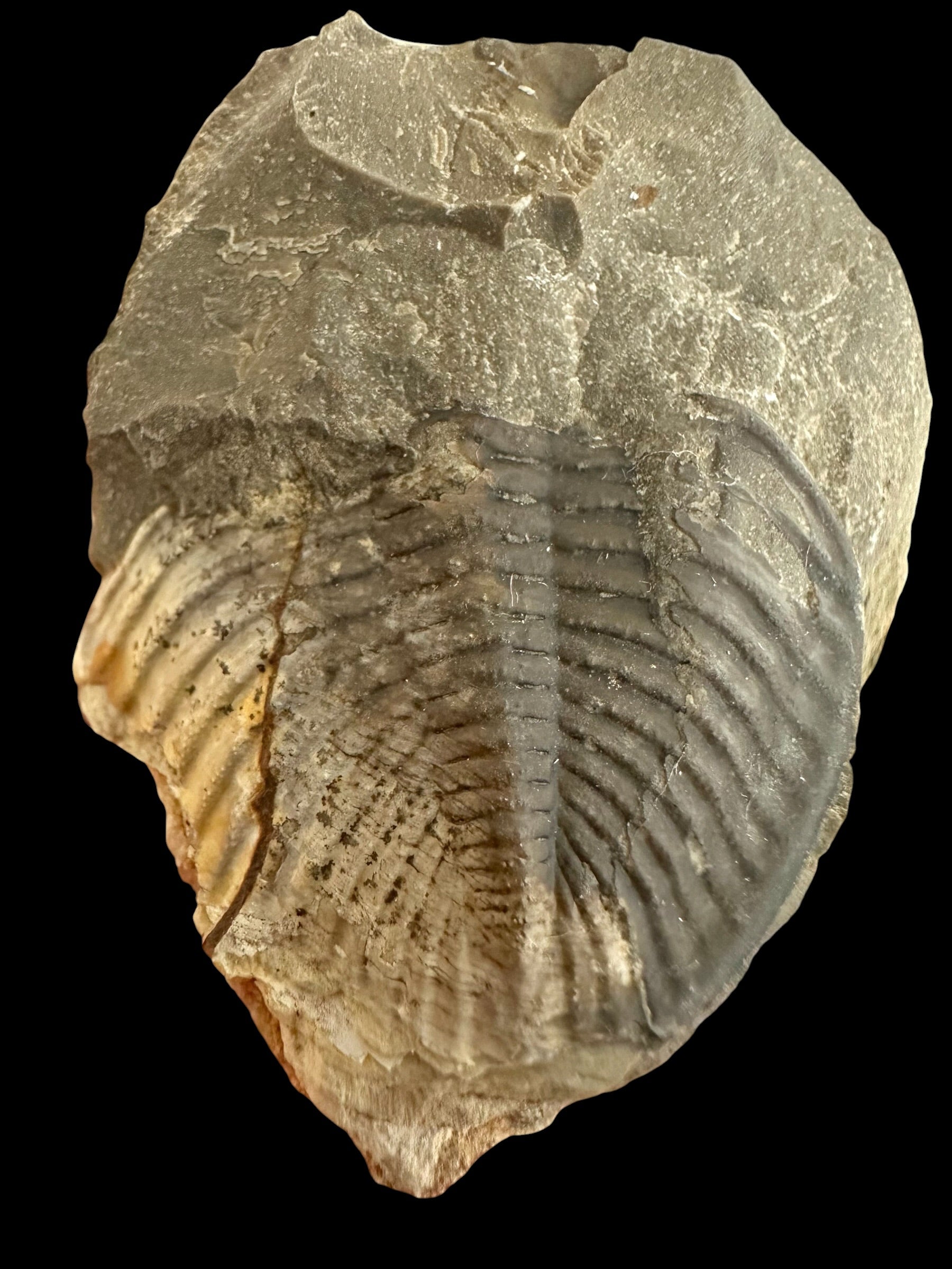 Trilobite Odontochile hausmanni – Praha, Dvorce, CZ