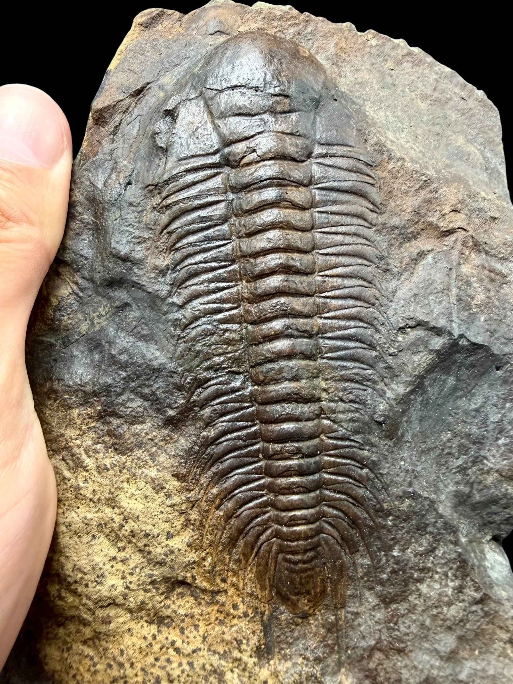 Trilobite Paradoxides gracilis 11,7 cm – Jince, CZ - THM007