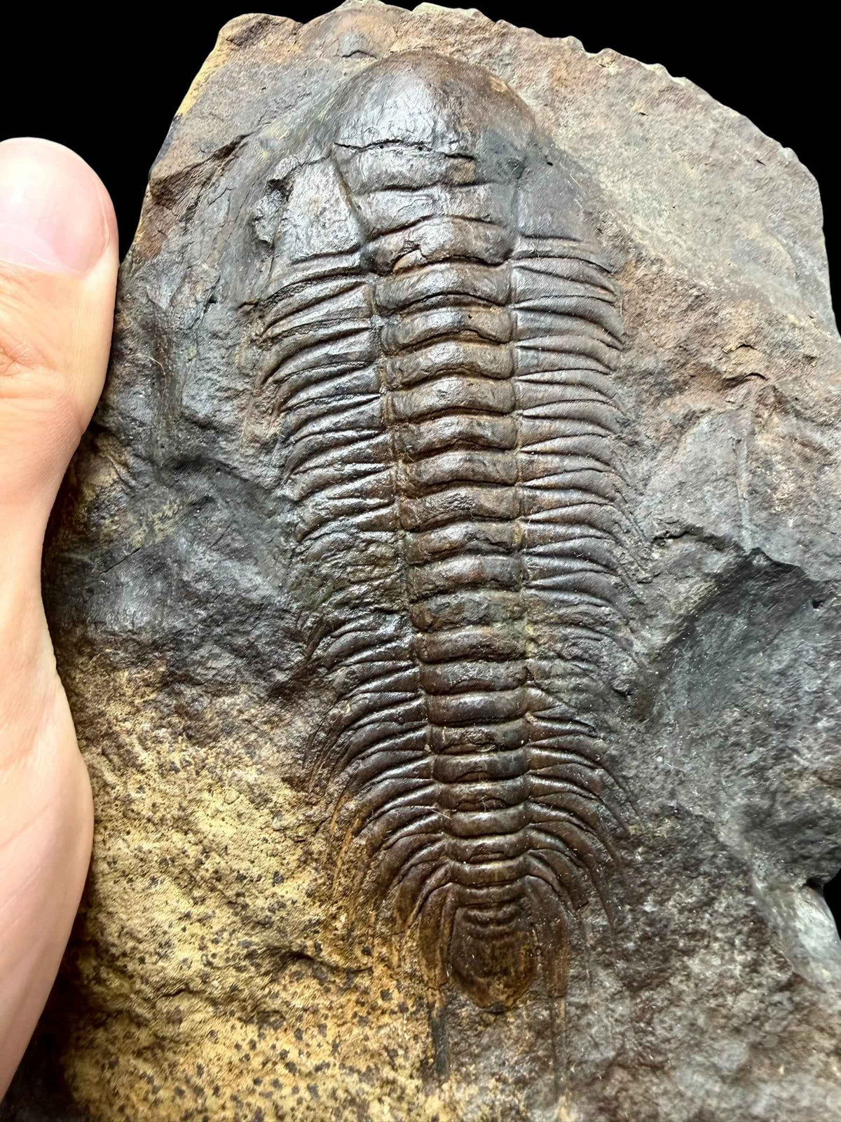 Trilobite Paradoxides gracilis 11,7 cm – Jince, CZ - THM007