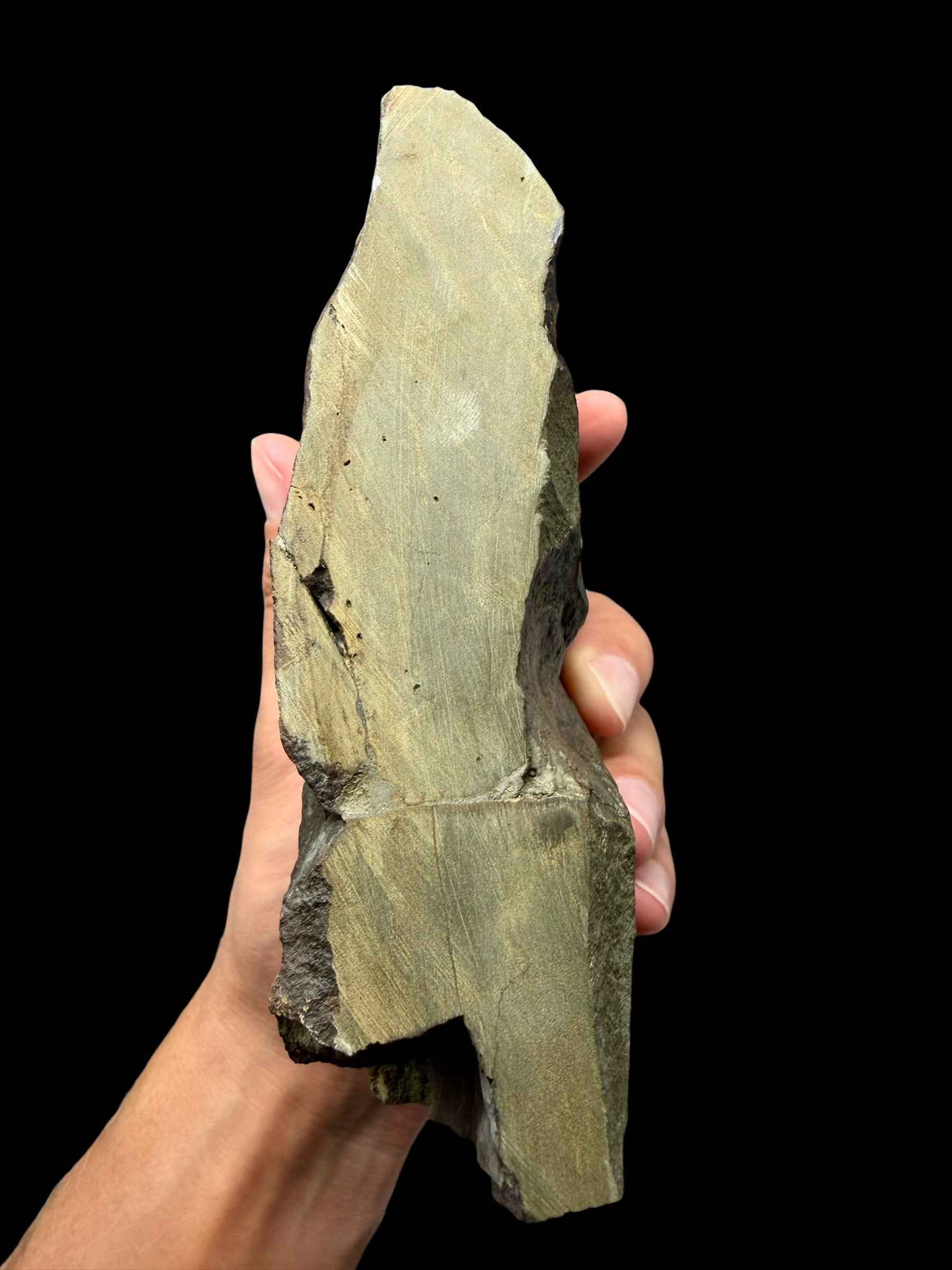 Trilobite Paradoxides gracilis 11,7 cm – Jince, CZ - THM007
