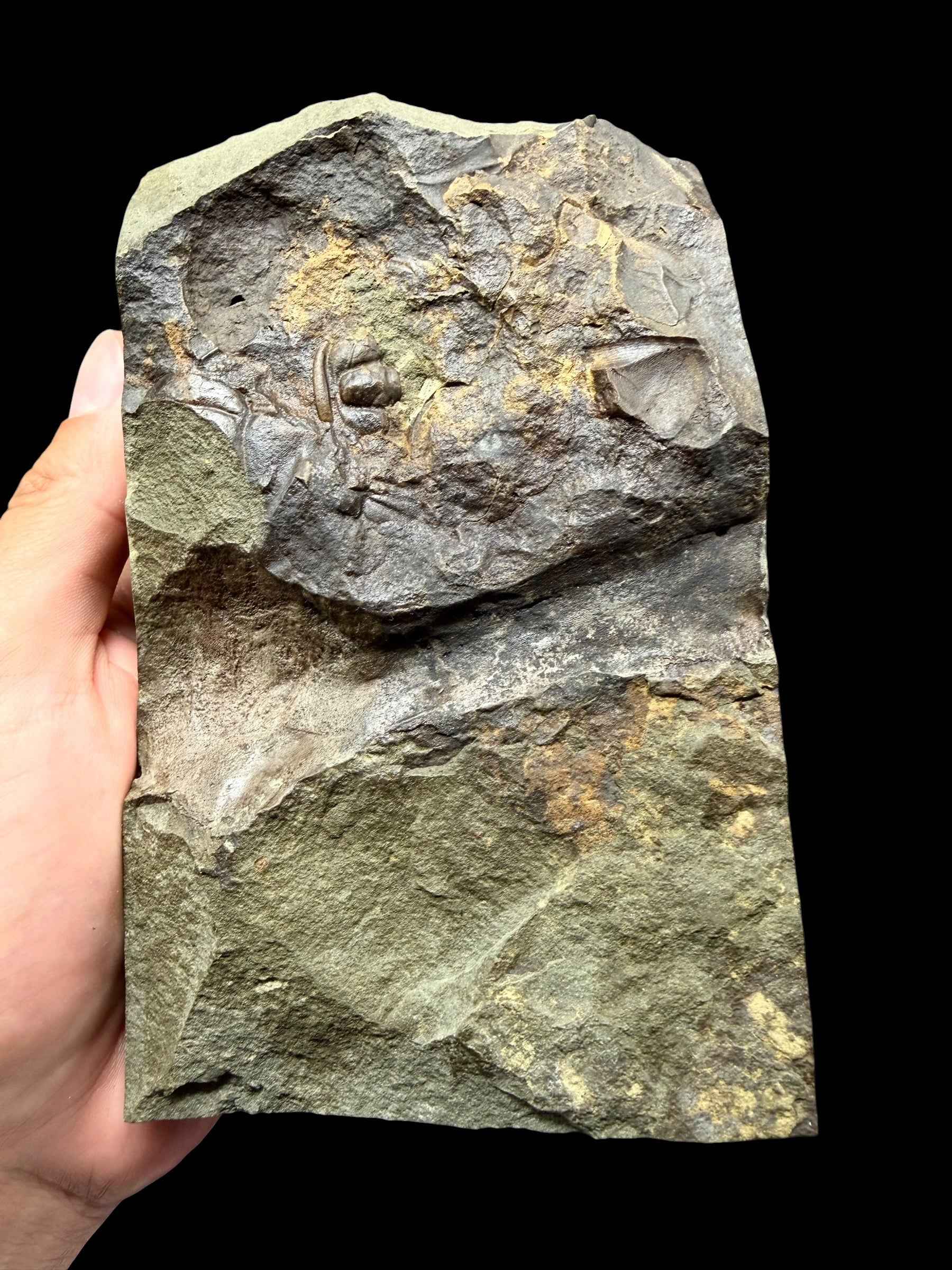 Trilobite Paradoxides gracilis 11,7 cm – Jince, CZ - THM007