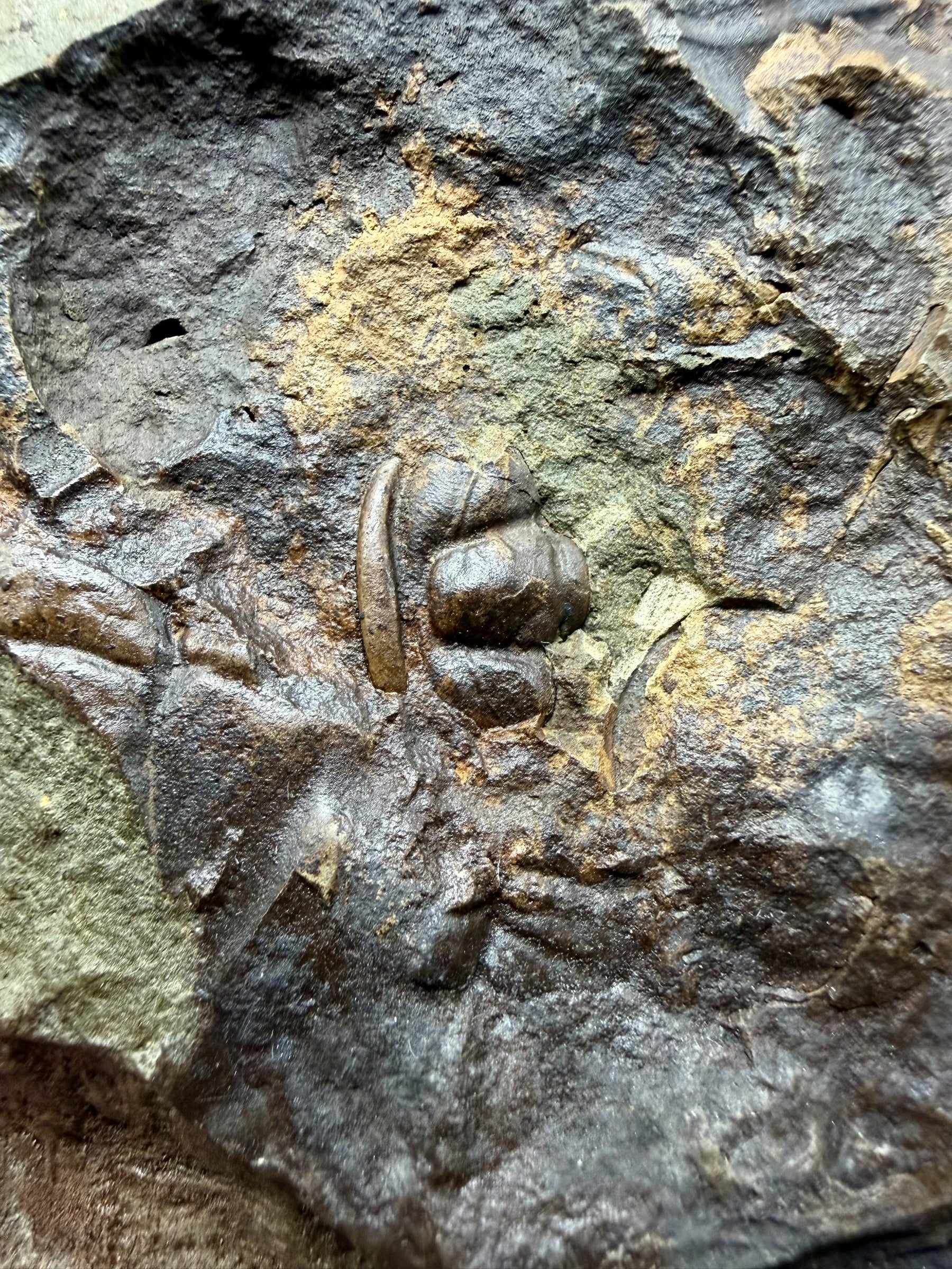 Trilobite Paradoxides gracilis 11,7cm – Jince, CZ - THM007