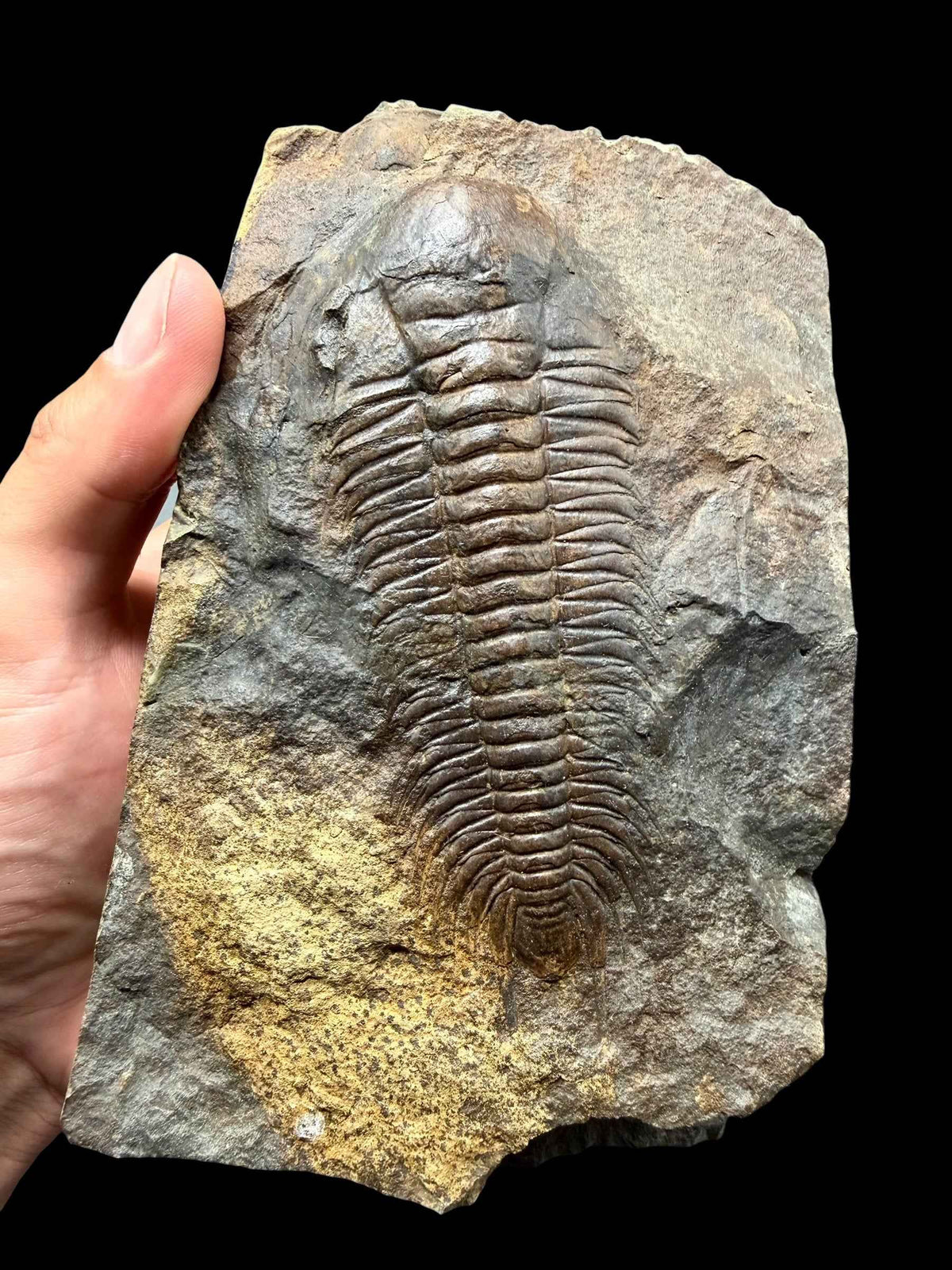 Trilobite Paradoxides gracilis 11,7 cm – Jince, CZ - THM007