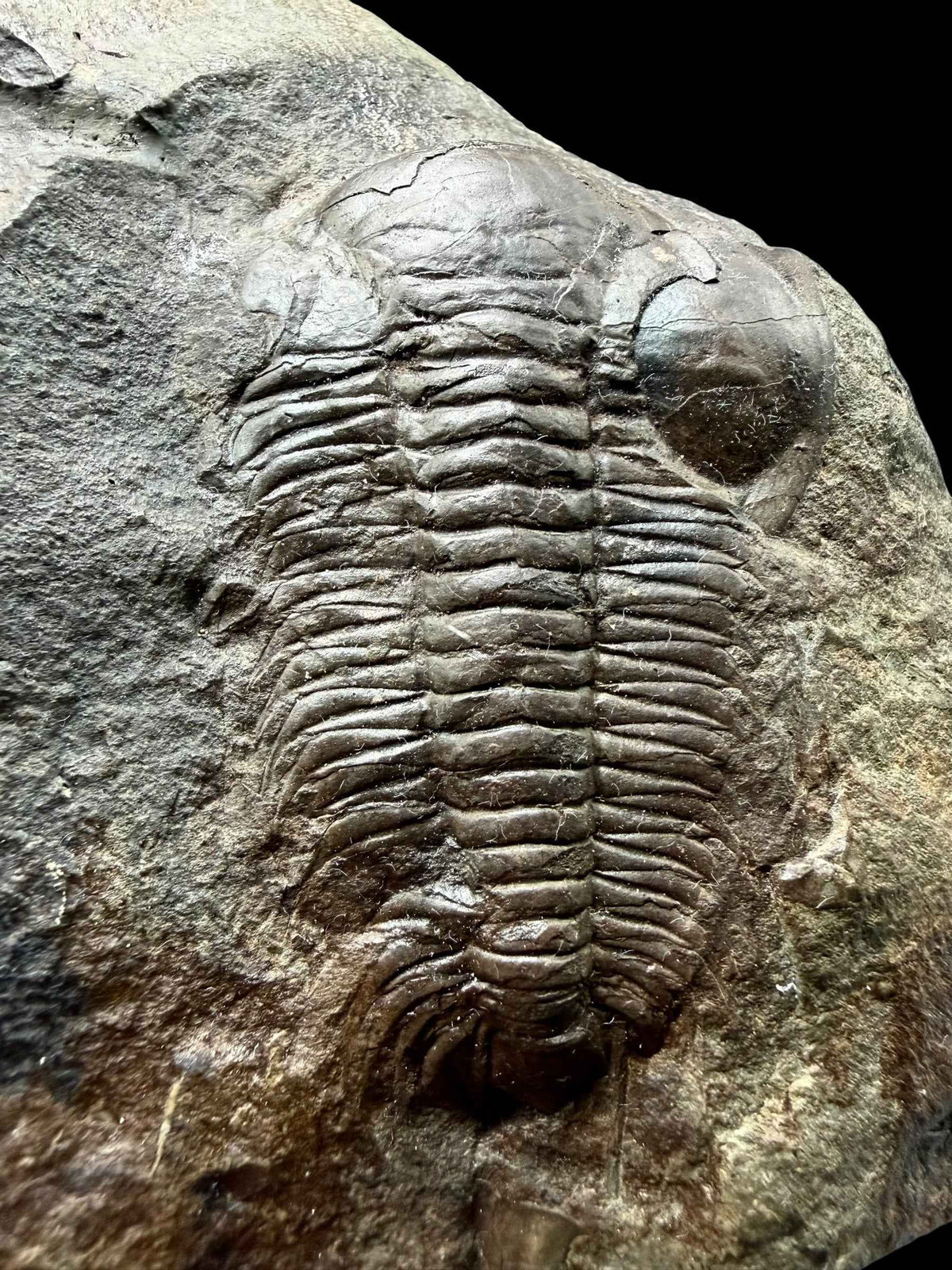 Trilobite Paradoxides gracilis, 7,3 cm – Jince, CZ - TPG011