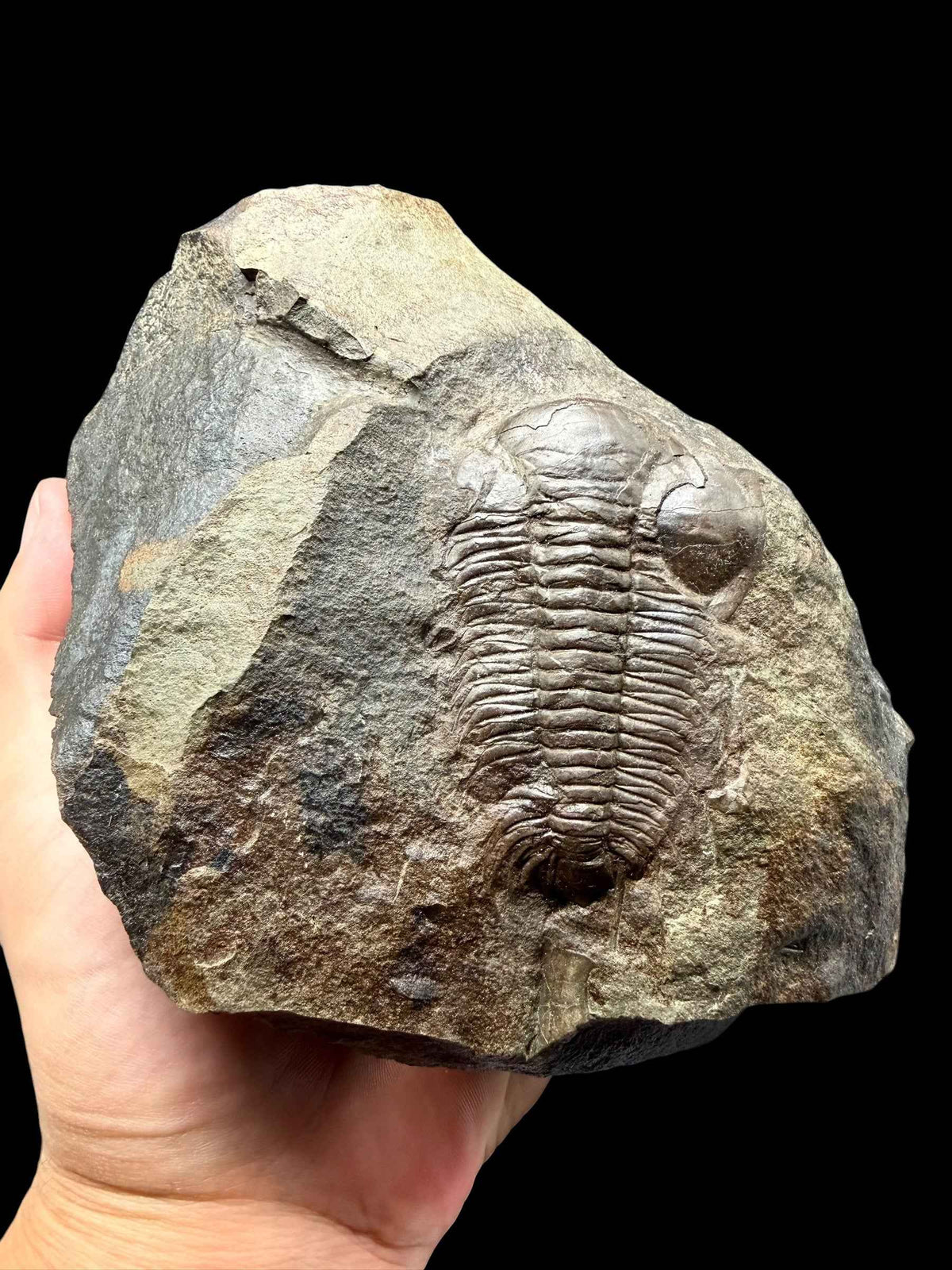 Trilobite Paradoxides gracilis, 7,3 cm – Jince, CZ - TPG011