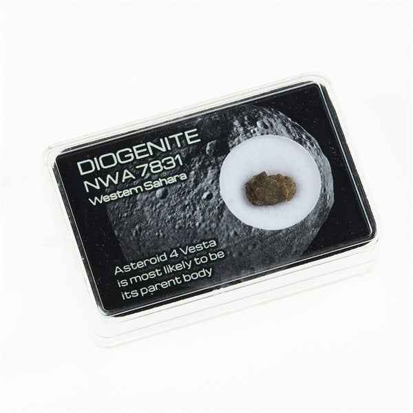 Meteorite - Diogenite Met-NWA7831